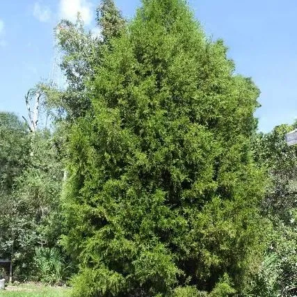 thumbnail for publication: Juniperus virginiana: Red Cedar